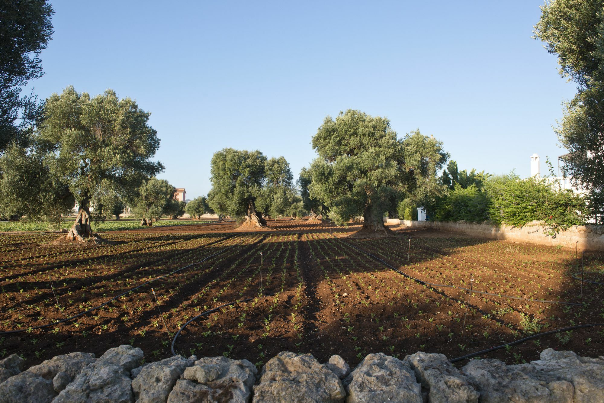 Masseria Don Luigi-Luxury Farmhouse Savelletri Bagian luar foto